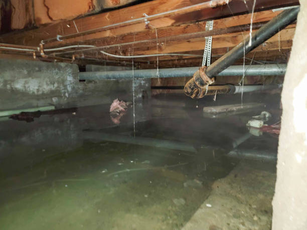 Best Flood restoration services  in Jefferson, WI